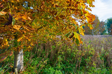 Chestnut tree in a field in autumn colors