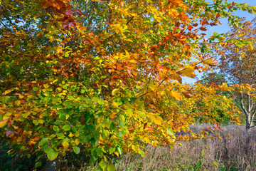 Beech tree in a field in autumn colors