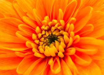Orange  Chrysanthemum Flower Centre Closeup
