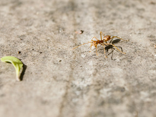Red ant approaching a leaf