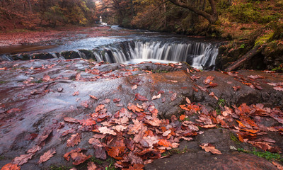 Fototapeta premium The horseshoe falls, Sgwd y Bedol, at Sgwd Ddwli on the river Neath, near Pontneddfechan in south wales, uk.