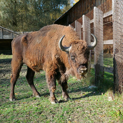 Young aurochs in the reserve © alinamd