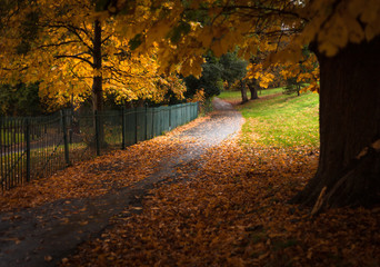 Autumn leaves in Singleton Park Swansea, South Wales.