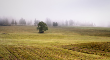Fog in Tatras