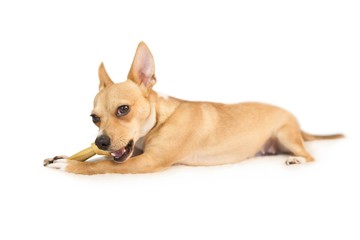 Cute dog chewing bone toy