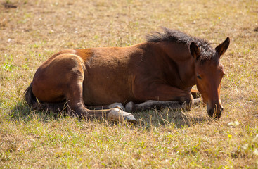 Horse on a summer pasture