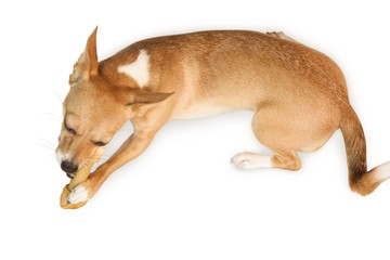 Cute dog chewing bone toy