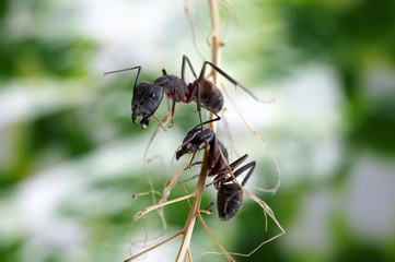 Two ants on a branch