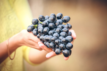 Hand Holding Fresh Red Bunch of Grapes © liandstudio