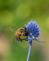 Bee on a blue flower