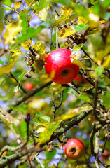 Apples on branch