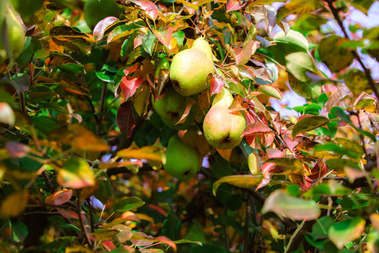 Organic pears in the garden