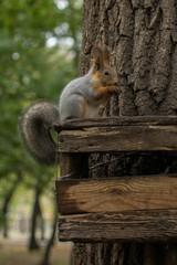 squirrel sits on a tree in the manger and eats nuts