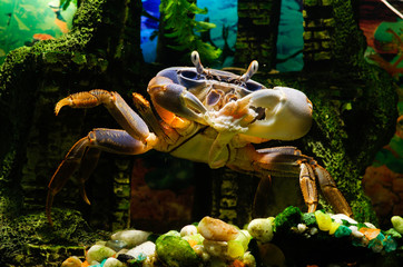 Cardisoma armatum. Радужный краб. Пресноводный, живет в аквариуме. Снято во время обеда краба. Краб ест морковь и мясо