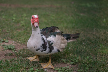 bird, goose or duck, with red head and green grass farm