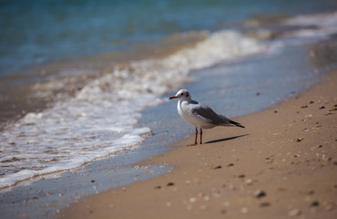seagull near the sea