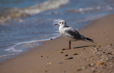 seagull near the sea
