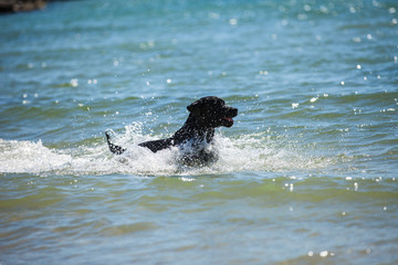 Fototapeta premium Labrador swimming in the water