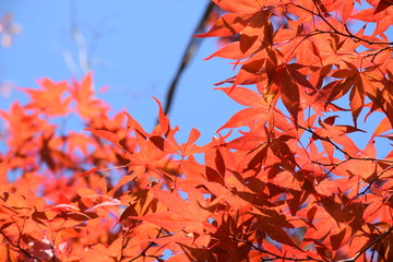 モミジのテクスチャ／「紅葉イメージ」や「秋イメージ」等の背景用素材として使用できる写真です。