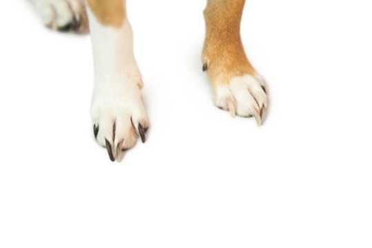Cute dogs paws