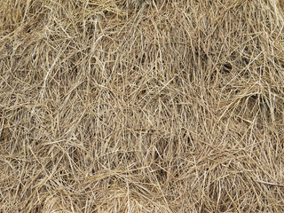 hay dry grass background