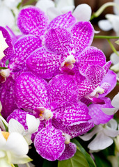 Purple vanda orchid.