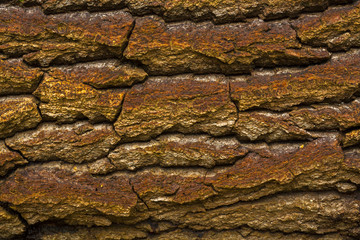 Texture: a bark of an old oak
