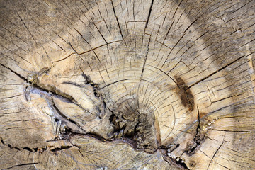 the section of the old tree trunk