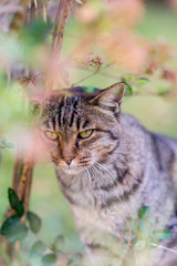 緑の中ののらねこ