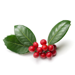 Holly leaves and berries