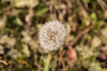 Taraxacum, dandelion
