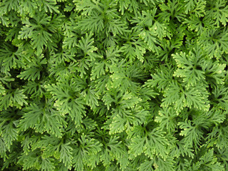 Variety of green ferns
