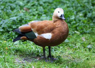 stehende Ente
