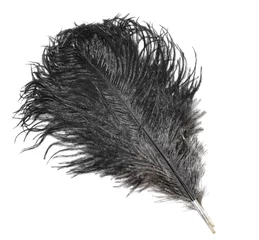 Abwaschbare Fototapete Strauß Black ostrich feather