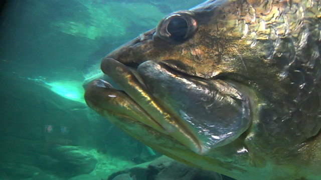 Close up of large barramundi fish swimming slowly underwater.