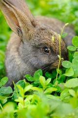 Funny baby gray rabbit in grass