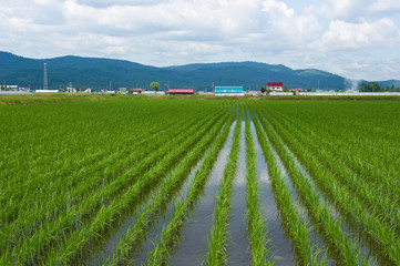 Рисовые поля