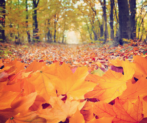 Autumn leaves in forest