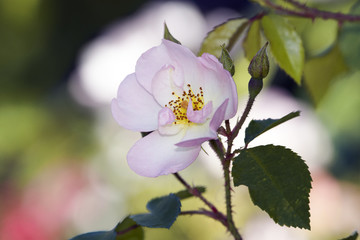 Prier -wild rose