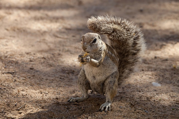 South African ground, Xerus inauris, squirrel,Gemsbok National Park, South Africa