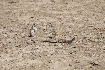 South African ground, Xerus inauris, squirrel,Gemsbok National Park, South Africa