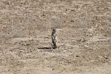 Fototapeta premium South African ground, Xerus inauris, squirrel,Gemsbok National Park, South Africa