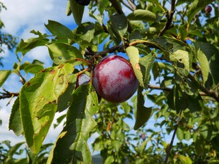 Plum on tree