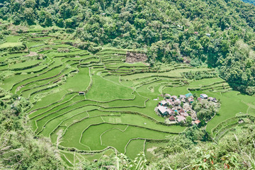rice paddy terrace fields  Philippines