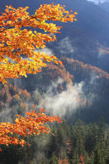 Obrazy na Szkle  Gałąź drzewa z jesiennymi kolorowymi liśćmi