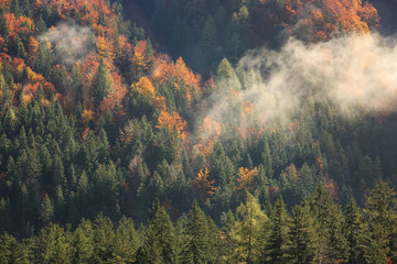 Coniferous and deciduous mountain forest in autumn colors