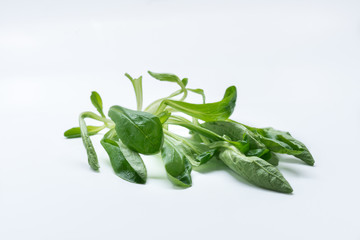 Mache, corn salad, lambs lettuce isolated on white background.