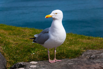 Seagull posing in the top of the cliffs