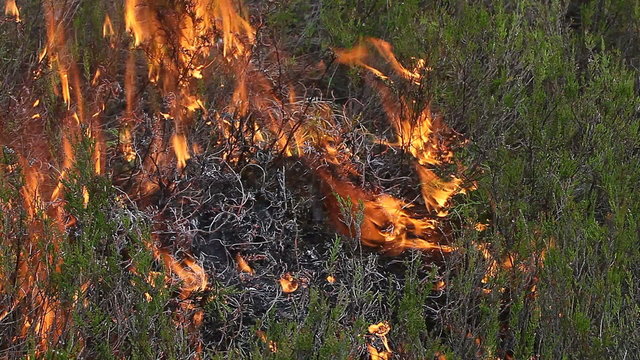 Close up of forest ground fire in heather. Video appropriate to visualize forest fire in boreal forests or moorlands (heaths).