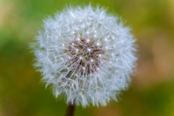 Close up of a dandelion in spring